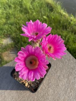 Echinocereus reichenbachii